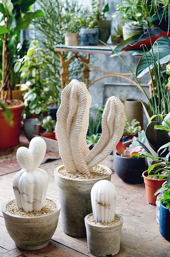 Cacti 3